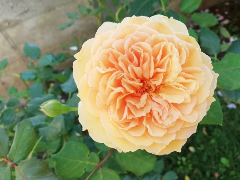  - Crown Princess Margareta