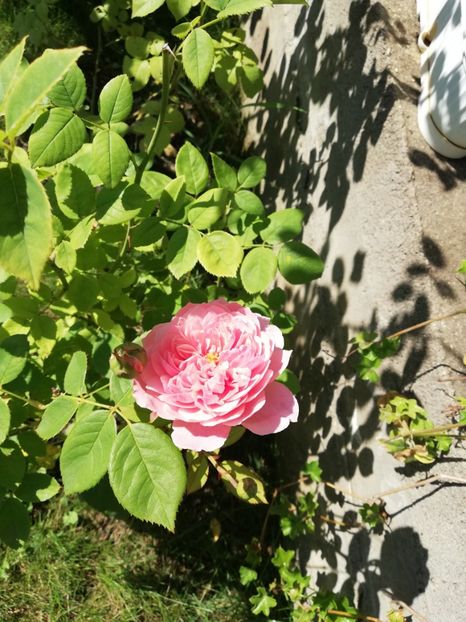  - Alnwick castle rose