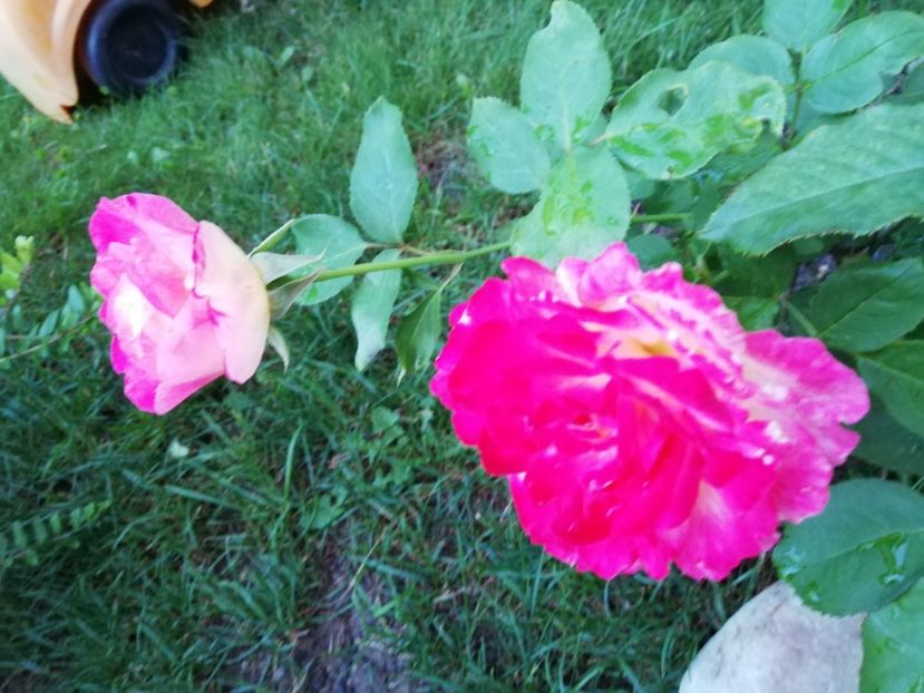  - Double Delight