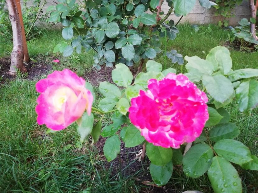  - Double Delight