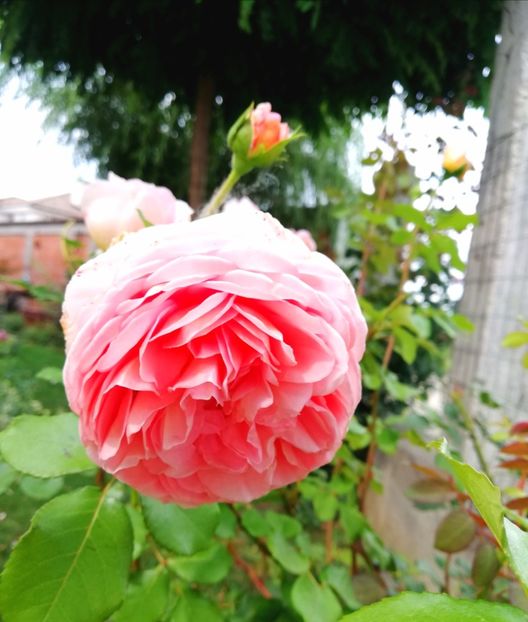  - Abraham Darby