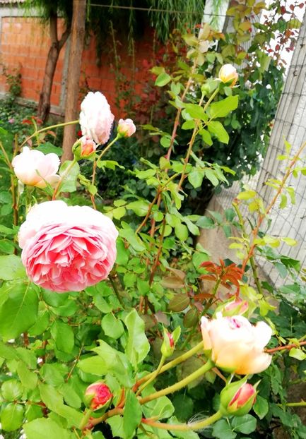  - Abraham Darby