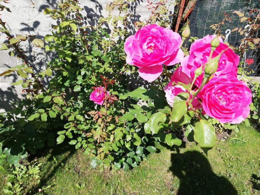  - Trandafiri comerciali urcatori