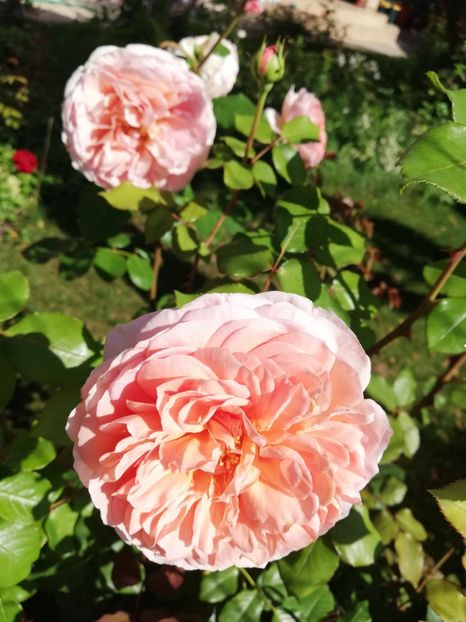  - Abraham Darby