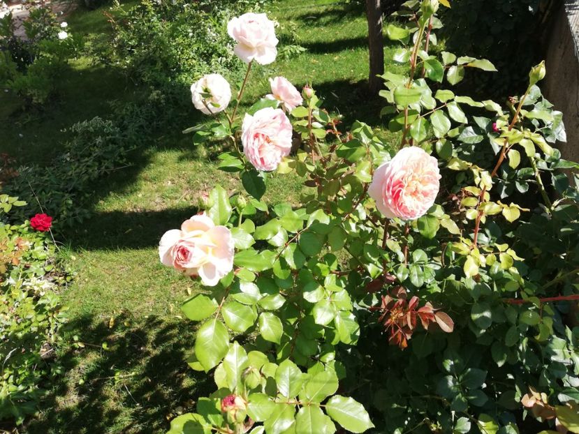  - Abraham Darby