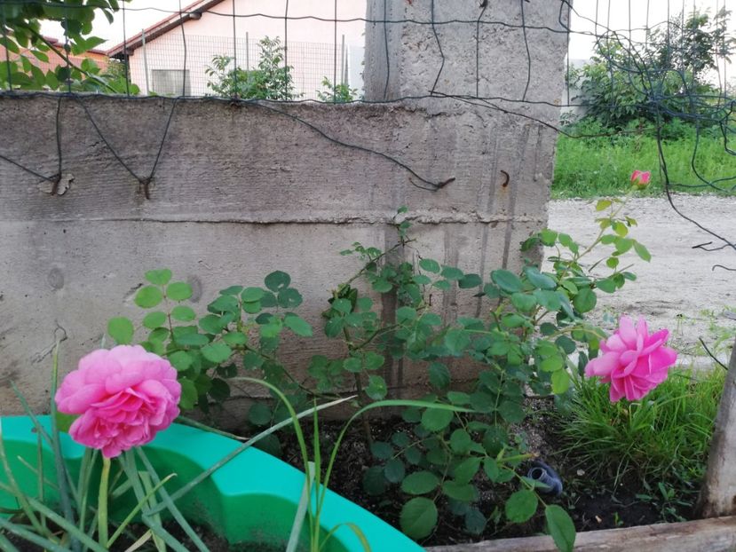  - Princess Alexandra of Kent