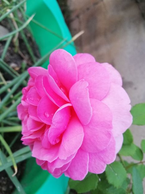  - Princess Alexandra of Kent