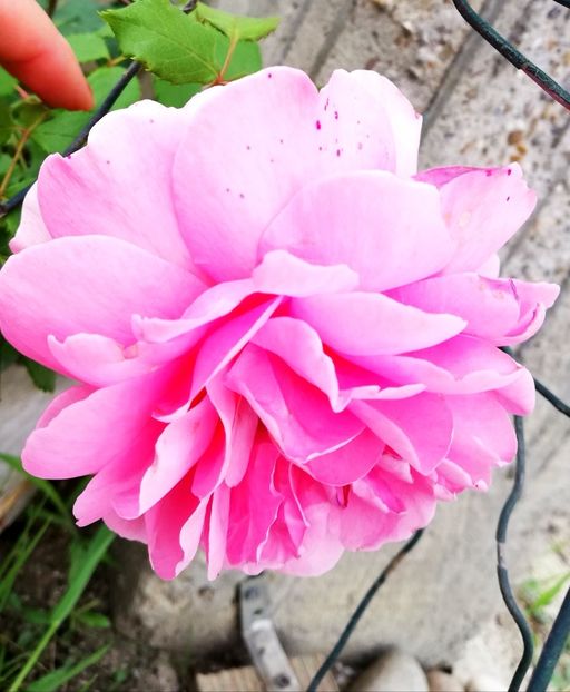  - Princess Alexandra of Kent