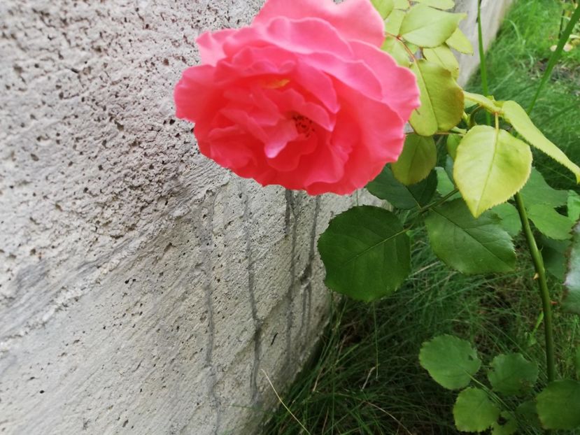  - Dee dee Bridgewater