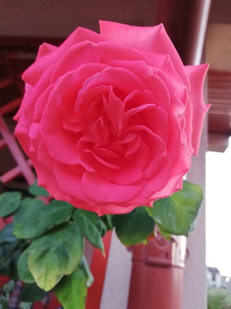  - Dee dee Bridgewater