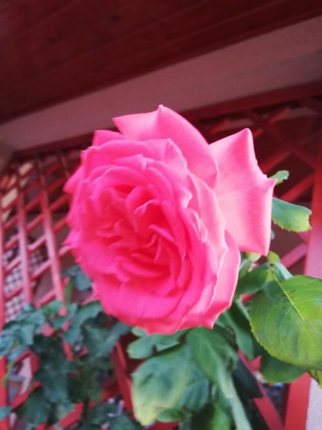  - Dee dee Bridgewater