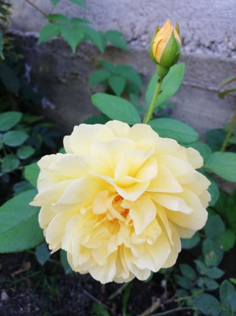  - Cyrano de Bergerac