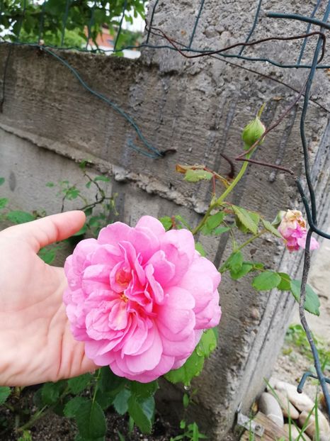  - Princess Alexandra of Kent