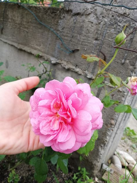  - Princess Alexandra of Kent