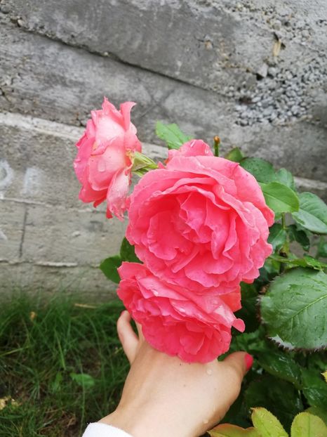  - Dee dee Bridgewater