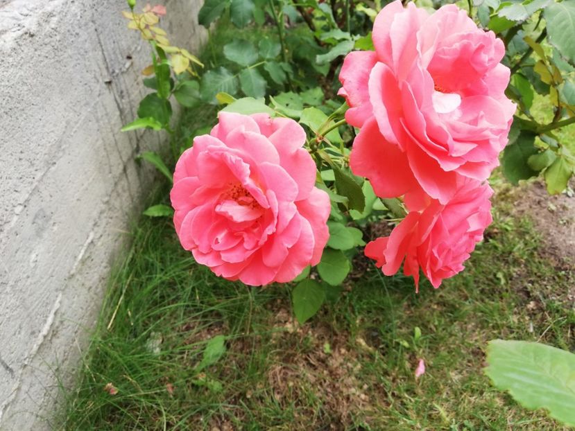  - Dee dee Bridgewater