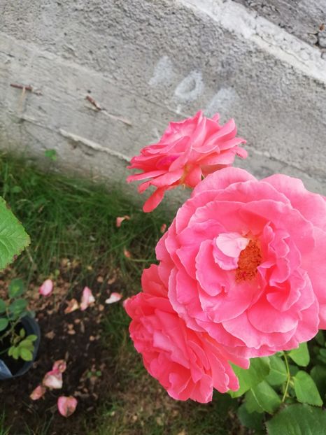  - Dee dee Bridgewater