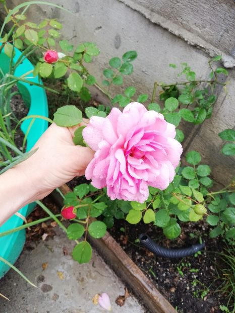  - Princess Alexandra of Kent