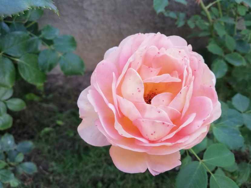  - Lady of Shallot