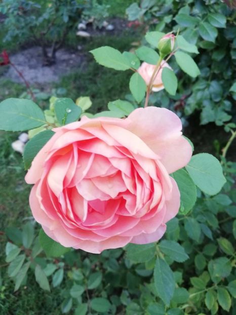  - Lady of Shallot