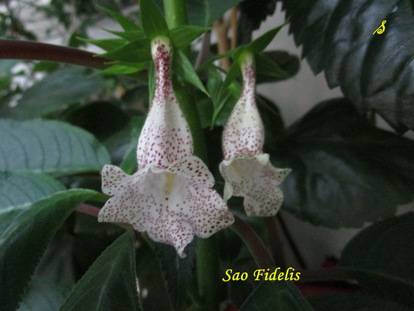 Sao Fidelis(21-07-2018) - Sinningii 2018