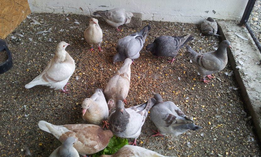  - 03 PUI TEXANI 2018