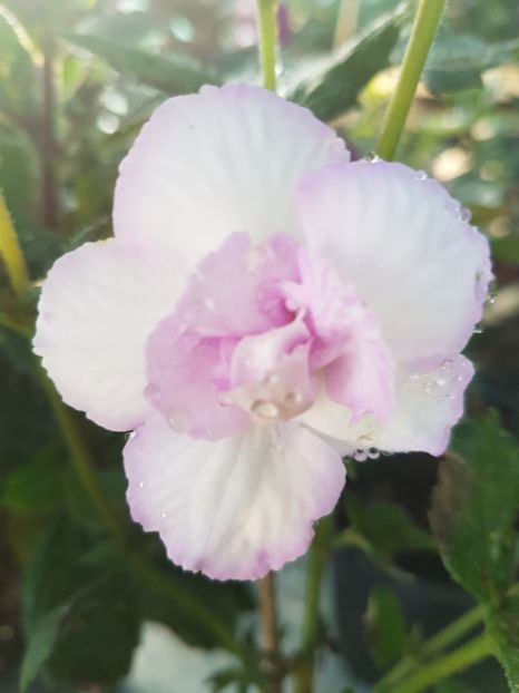 Queen of lace - achimenes 2018