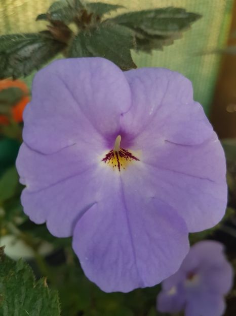 G. Anderson - achimenes 2018