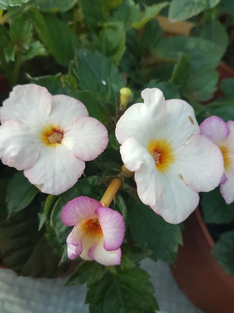 Van gogh - achimenes 2018