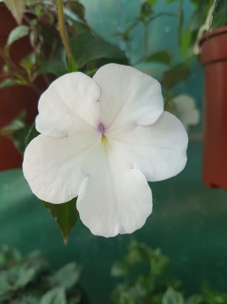 Show princess - achimenes 2018