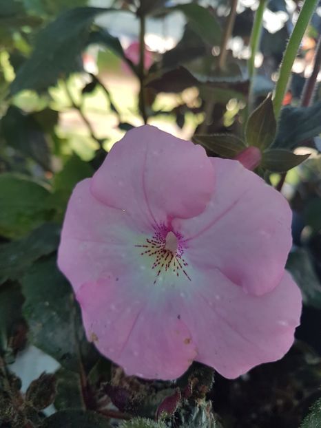 Harecraft - achimenes 2018