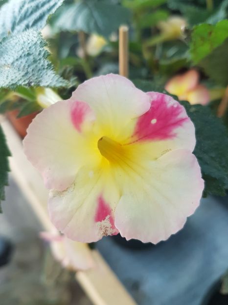 Strawberry lemon - achimenes 2018