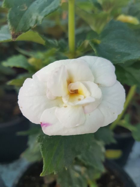 Summer clouds - achimenes 2018