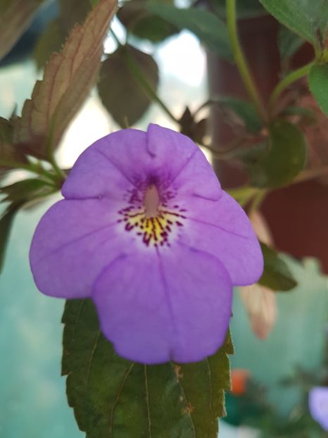 Electra - achimenes 2018