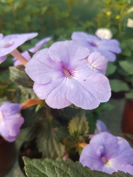 Odessa blue - achimenes 2018