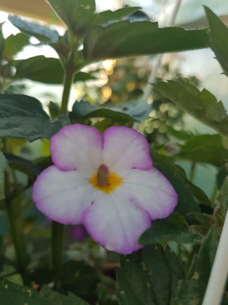 Daisy boo - achimenes 2018