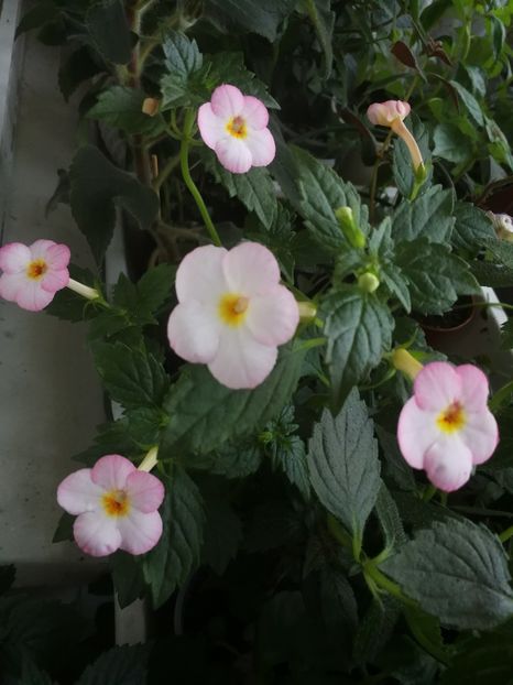 Bizoo - Achimenes 2018