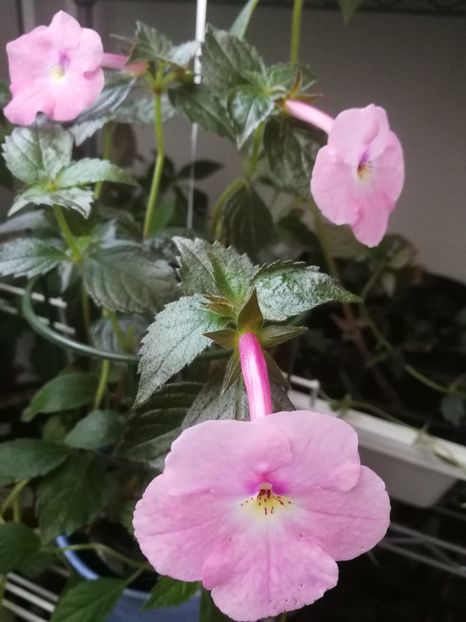 Harecroft - Achimenes 2018