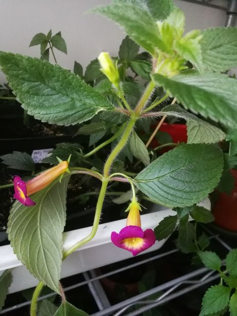 MM's Mexhet - Achimenes 2018