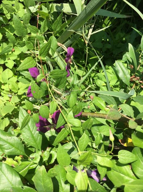 2D635DA9-F367-4D23-BA83-BB342D243655 - Clopotei