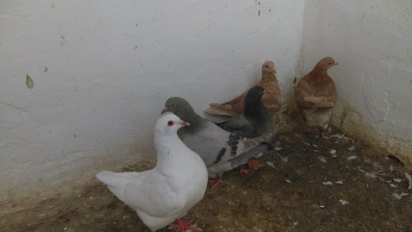 Pui texan 2018 - Turturele razatoare matca 2013