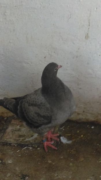  - Turturele razatoare matca 2013