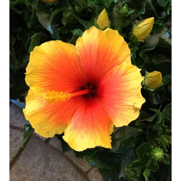 res_e387386bb93342596188fbc0432caf08_full - caut sa cumpar