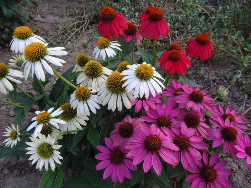  - ECHINACEA PURPUREA