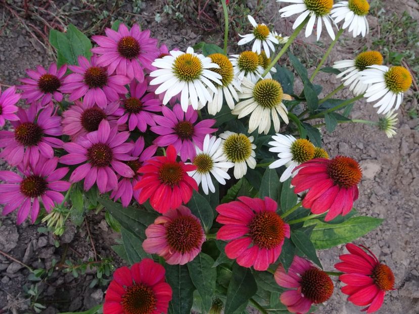  - ECHINACEA PURPUREA