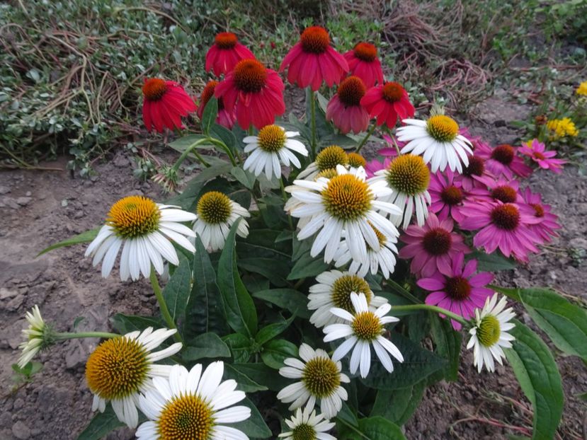  - ECHINACEA PURPUREA