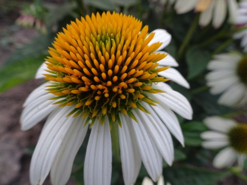 Pow Wow White - ECHINACEA PURPUREA