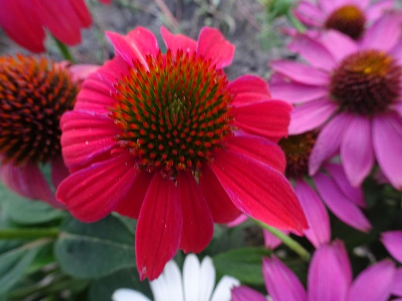 Pow Wow Wildberry - ECHINACEA PURPUREA