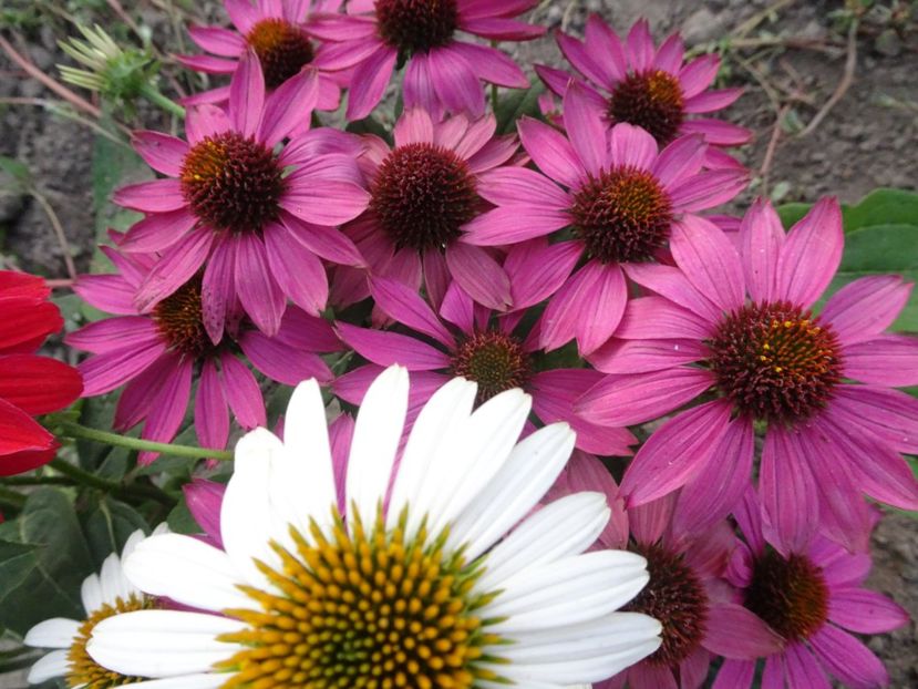  - ECHINACEA PURPUREA