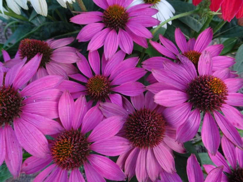 Cheyenne Spirit - ECHINACEA PURPUREA